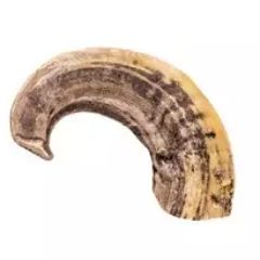 Doodles Deli Air Dried Ram Horn